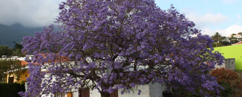 
            Фотография Лос Лианос де Аридане