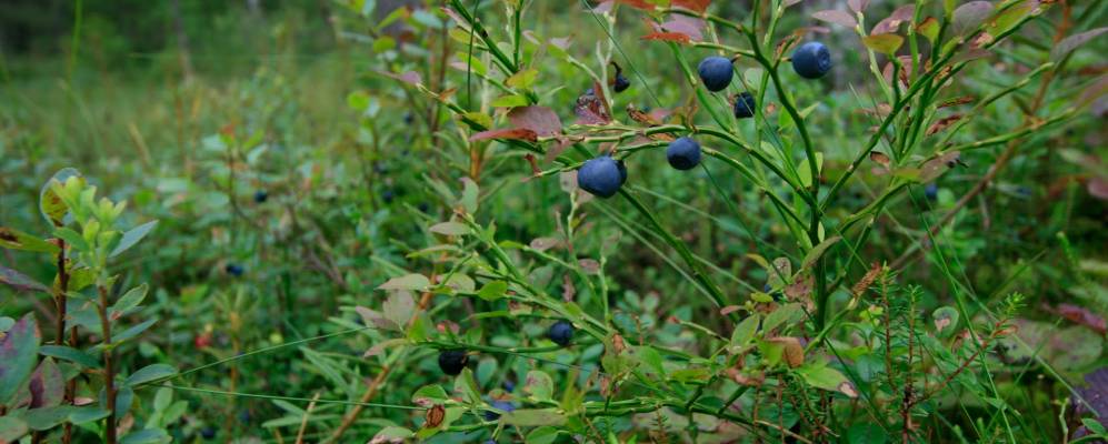
            Фотография Палагино