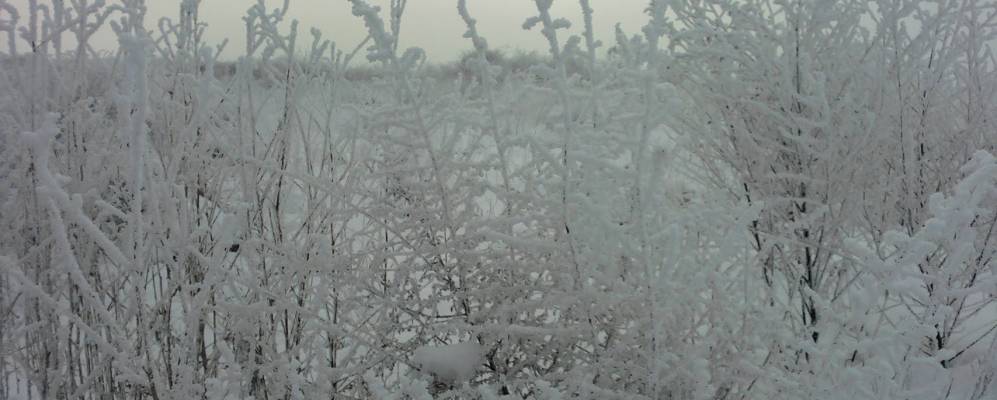 
            Фотография Владычени