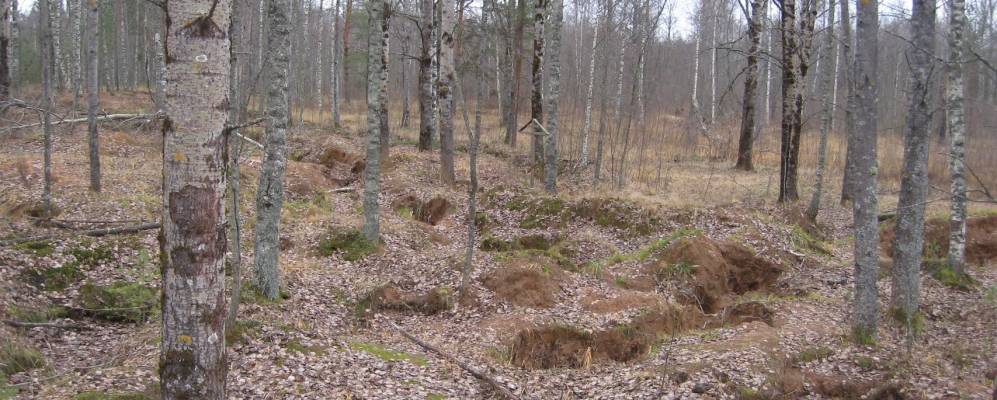 
            Фотография Васильевщины