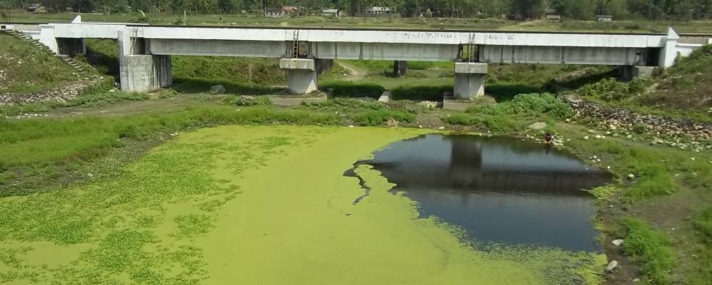 
            Фотография Басугаона