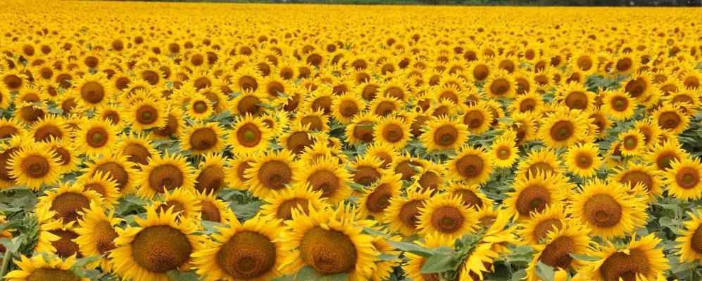 
            Фотография Андрее-Дмитриевского