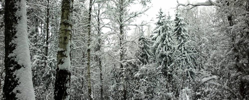 Фотография Прудища