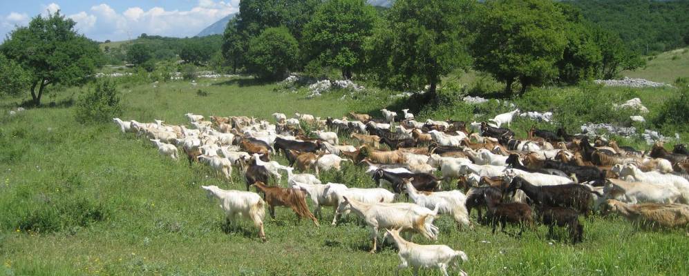 
            Фотография Cansano