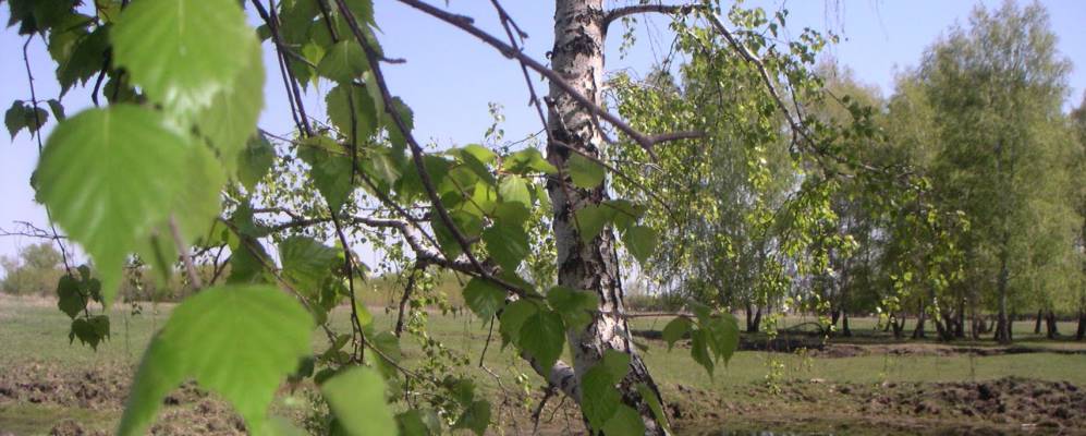 
            Фотография Шевченко