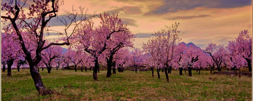 
            Фотография Alcalalí