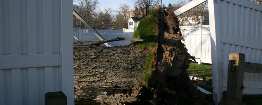 
            Фотография Вудмера