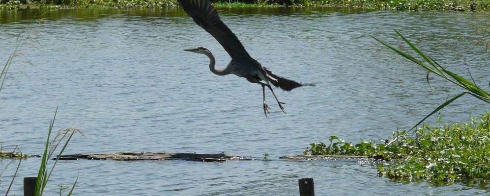 
            Фотография Дес Оллемандса