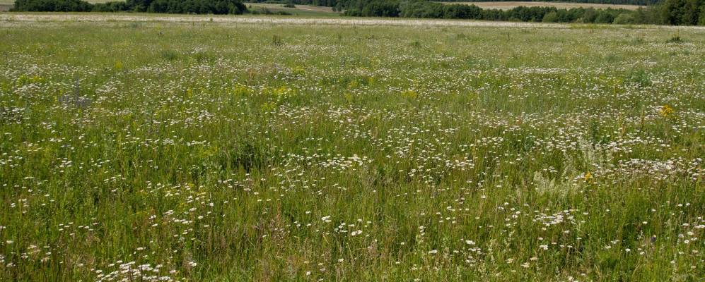 Фотография Прончищево