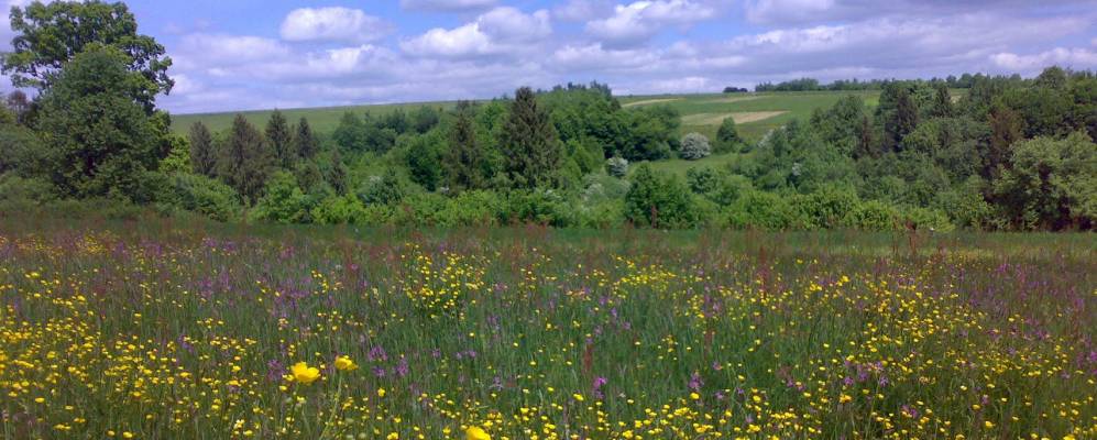 
            Фотография Гриневки