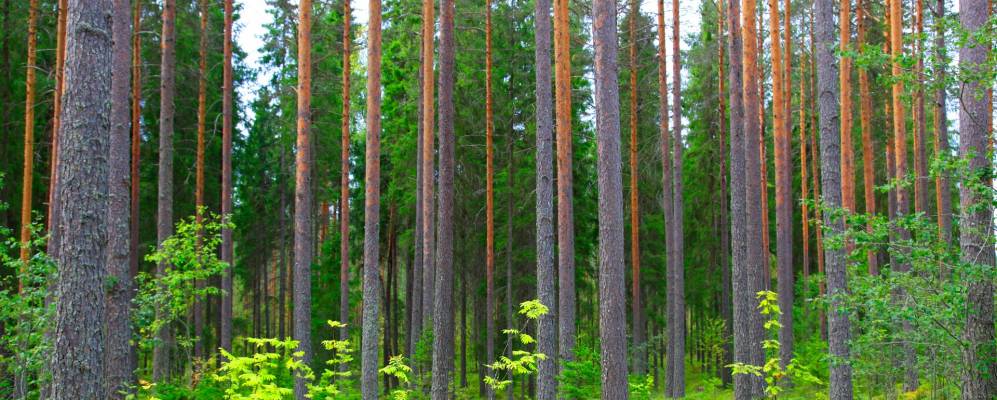 
            Фотография Анттолы