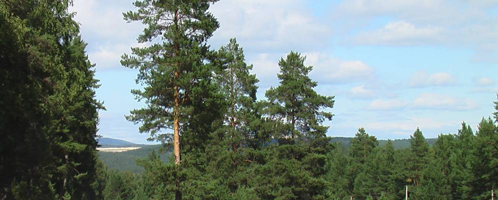 
            Фотография Комарово