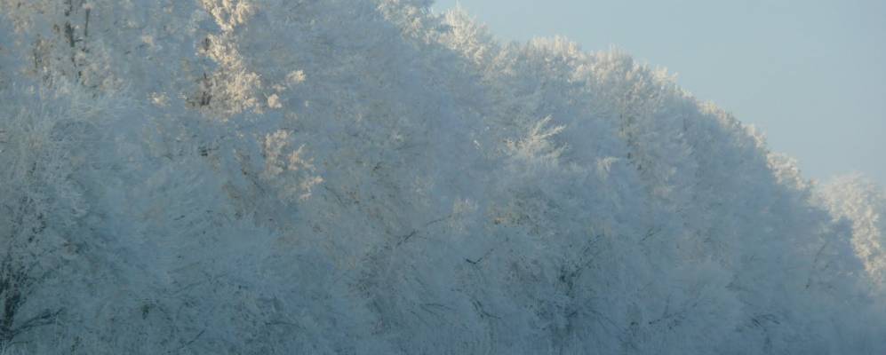 
            Фотография Болярки