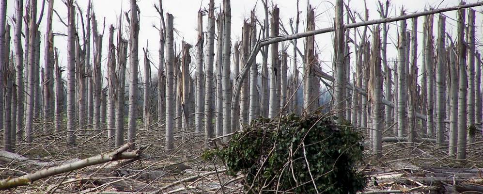 
            Фотография Мазе