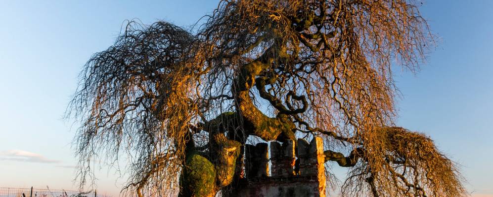 
            Фотография Пассирано