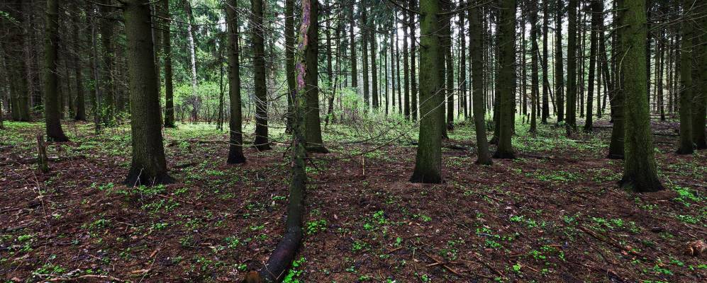 
            Фотография деревни Шершуны