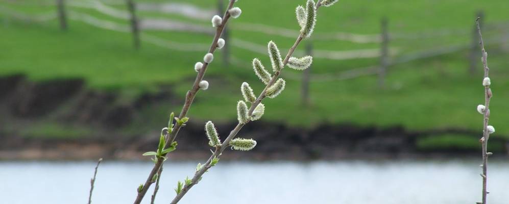 
            Фотография Лузановки