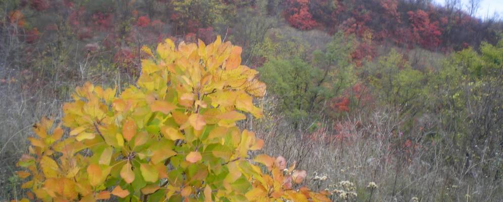 
            Фотография Червоного