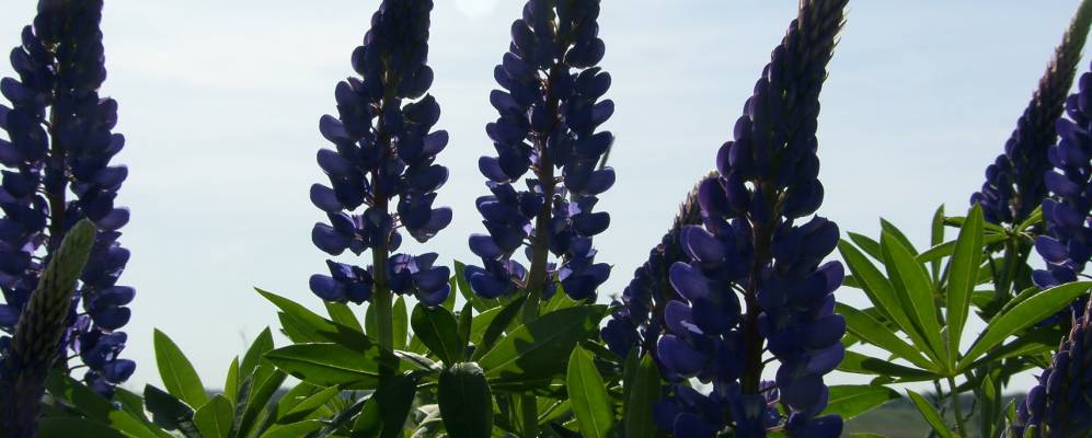 
            Фотография Солнечного