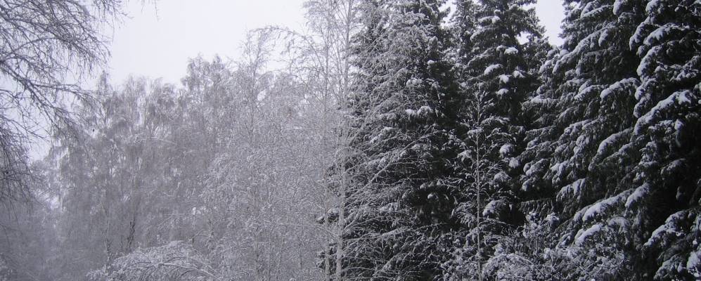 
            Фотография Новокоролевки