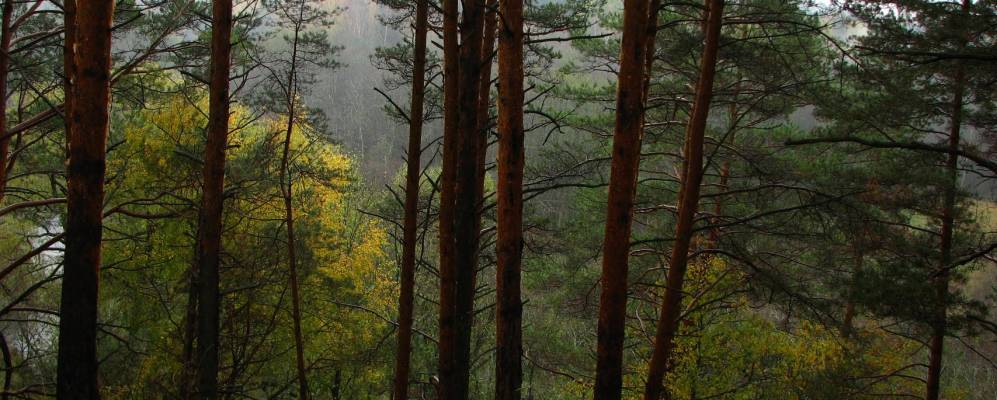 
            Фотография Дряголовки