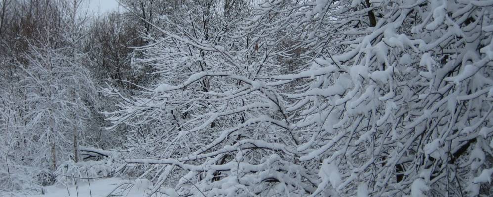 
            Фотография Плоты