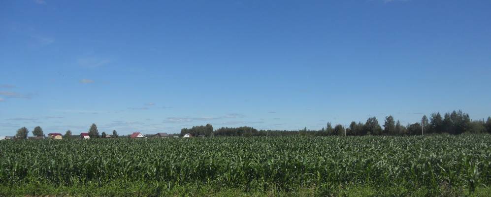 
            Фотография Зуевской