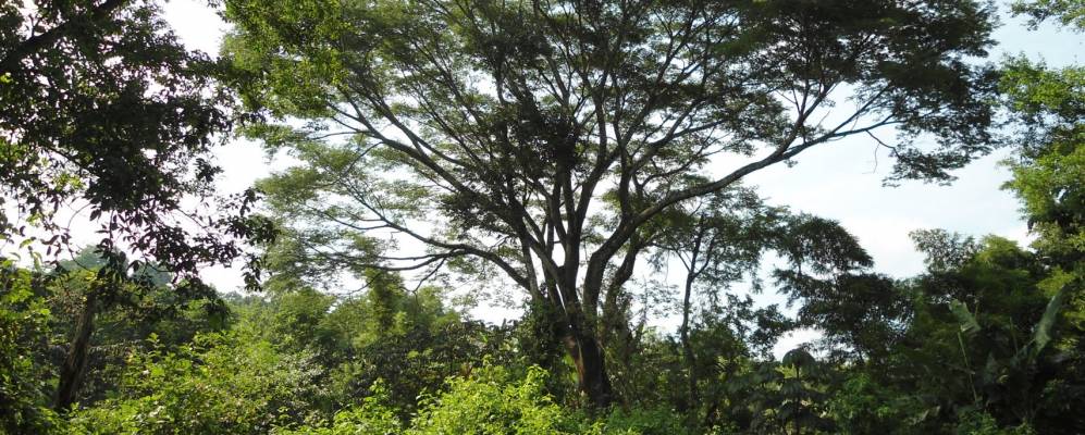 
            Фотография Сойапанго