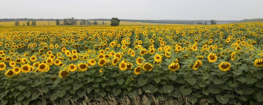 
            Фотография Больших Пичерок