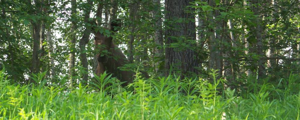 Фотография Андрейково