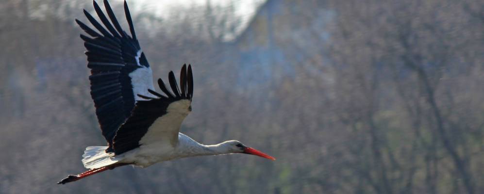 
            Фотография Кощиевки