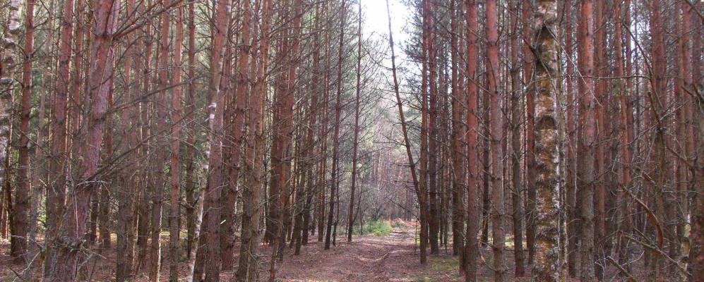 Фотография Межилесья