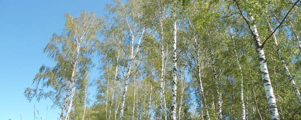 Фотография деревни Новинцы