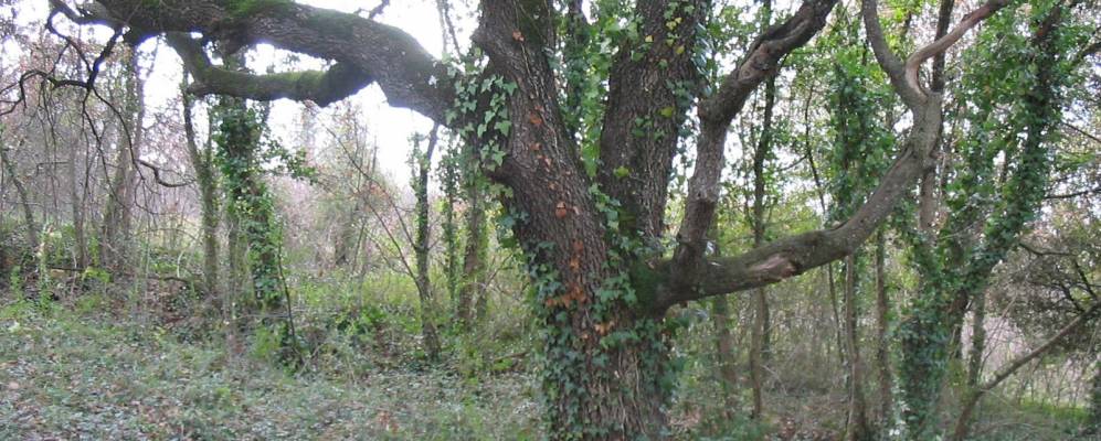 
            Фотография Суайо