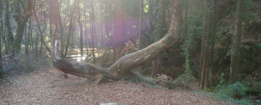 
            Фотография Моаны