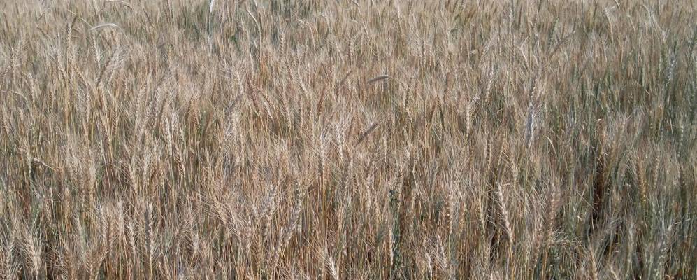 
            Фотография Анаково