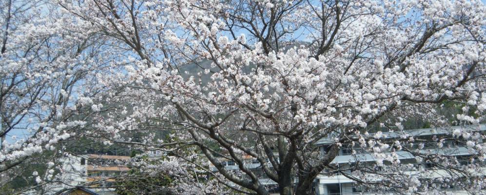 
            Фотография Ниими