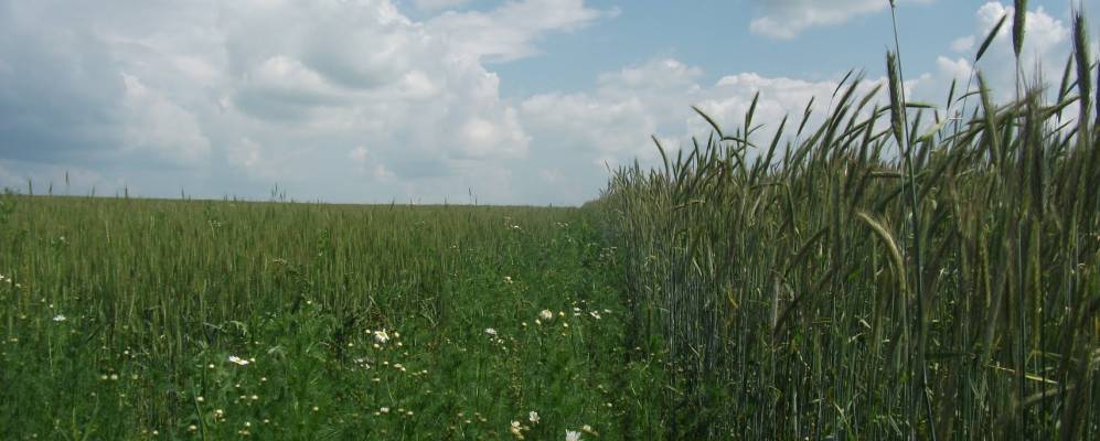 
            Фотография Кошек