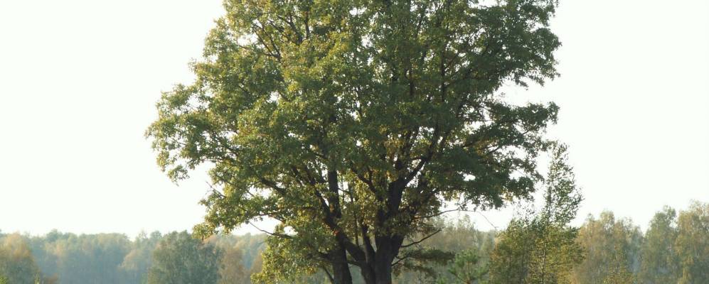 
            Фотография Колобродово