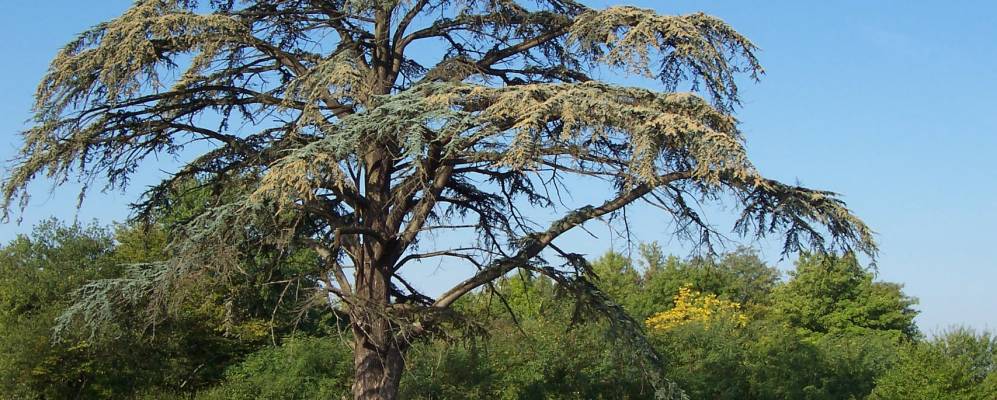 
            Фотография Лормона