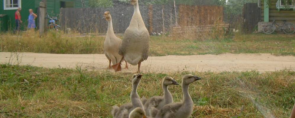 Фотография Воютино