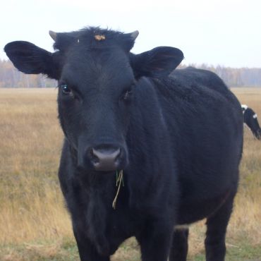 Георгиевка