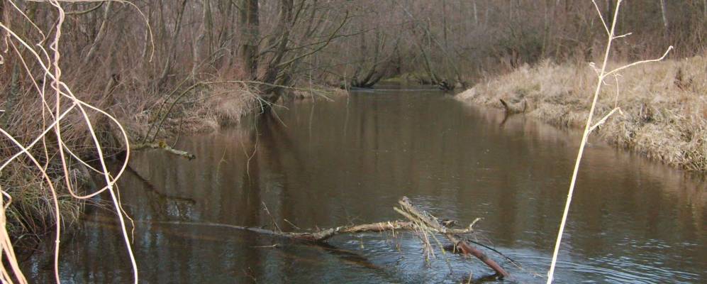 Фотография Вишнёвки