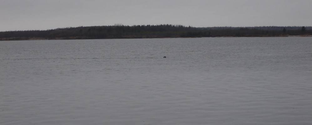 
            Фотография Долгого