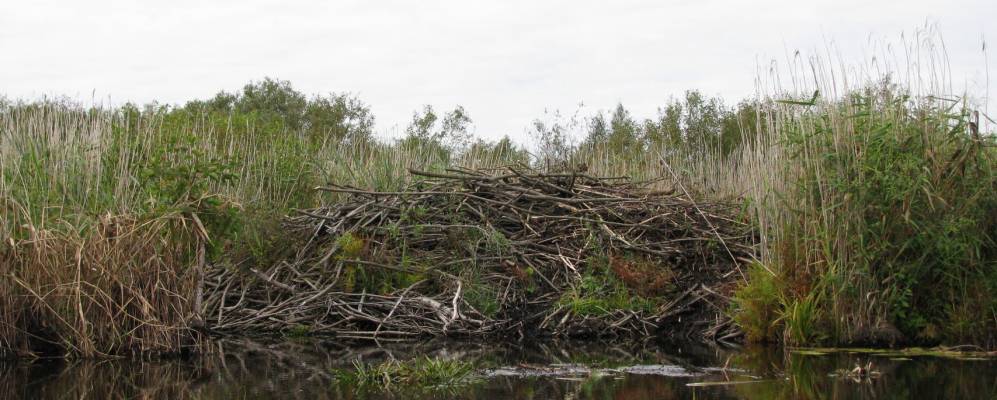 Фотография Горбатицы