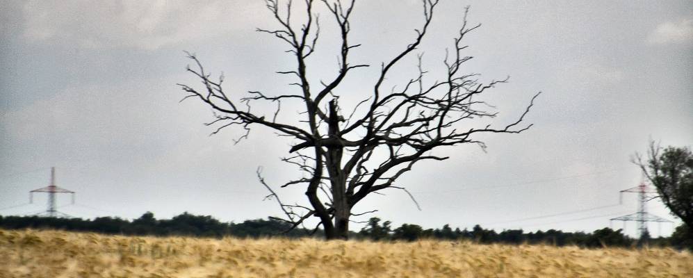 
            Фотография Гаммелина