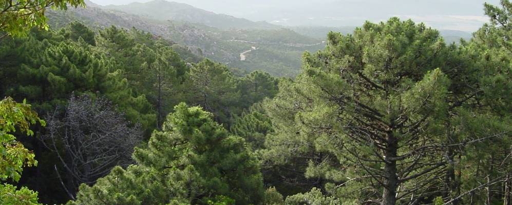 
            Фотография Конка