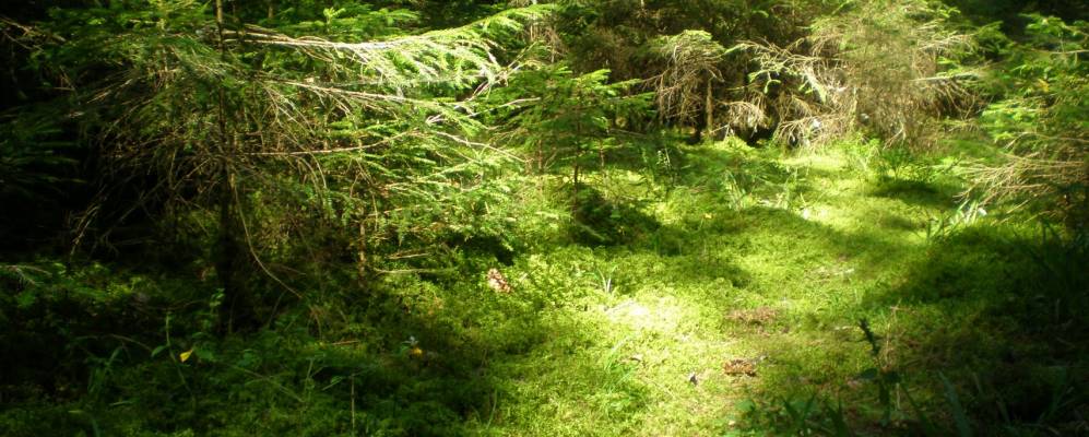 Фотография деревни Новосёлки