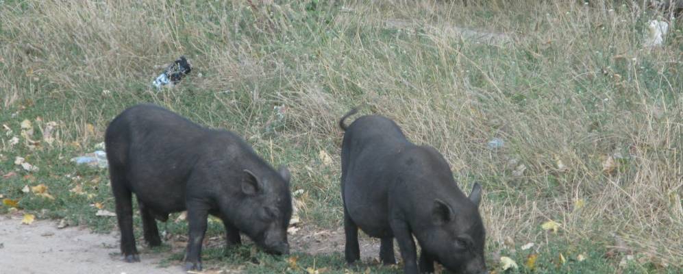 
            Фотография Иванчи