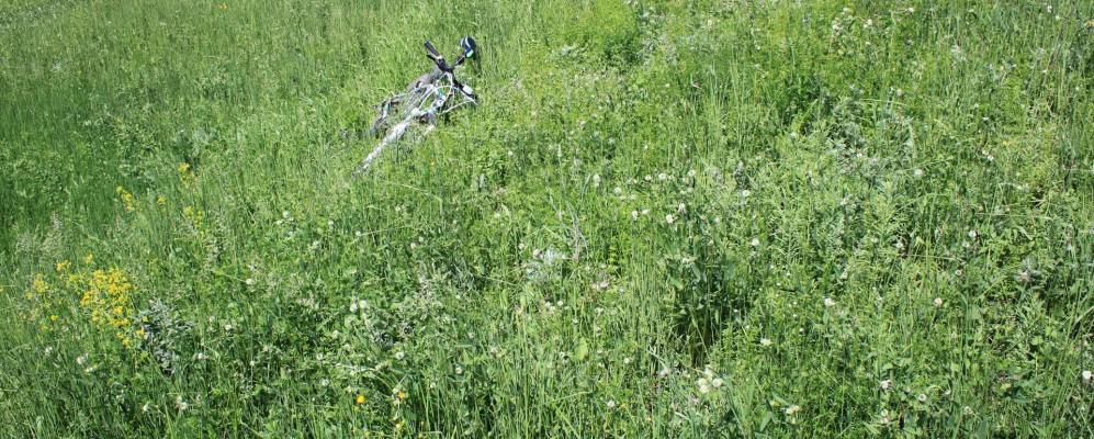 
            Фотография Сосновки